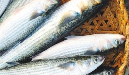 鲻鱼头网红吃瓜,揭秘娱乐圈幕后真相